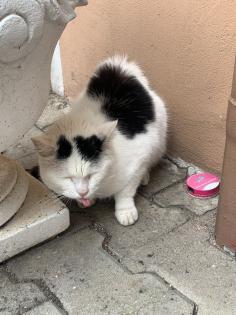 Katze kostenlos abzugeben