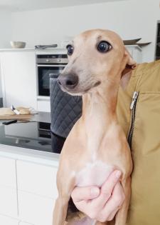 Italienisches Windspiel. Italian Greyhound