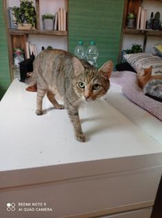 Katzen Familie sucht ein Zuhause auf Lebenszeit