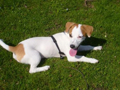 Die kleine Lilly sucht ein neues zu Hause