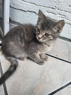 Bkh Mix Kitte, Hunde gewöhnt