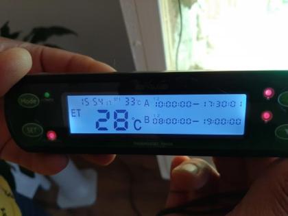 Bartagamen mit Terrarium zu verkaufen