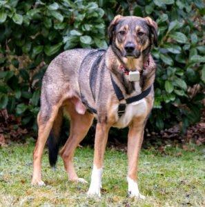 MOSTIE - männlich 4 Jahre 2 Monate 57 cm 24 kg Mix Gechipt Kastriert