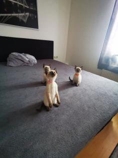 Siam kitten suchen ihr neues Zuhause