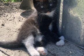 Babykatzen zu verkaufen