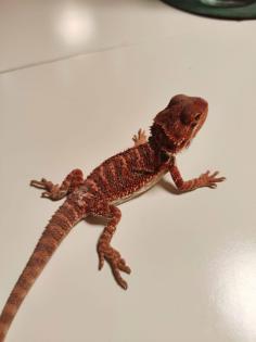 Bartagamen Babys Cawley Red P. Vitticeps