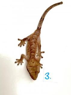 Kronengeckos Rhacodactylus syn. Correlophus ciliatus