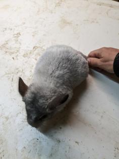 Langschwanz Chinchillas