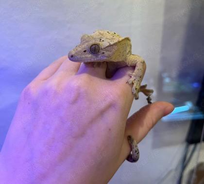 Crested Gecko Weibchen Dalmatiner-Morph