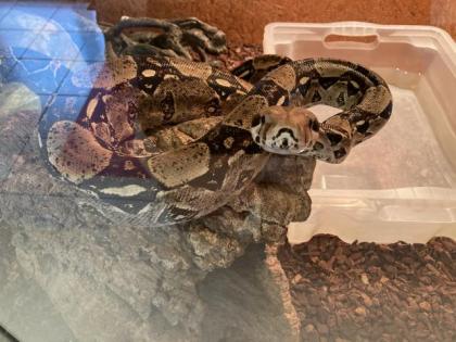 Boa Constrictor inklusive Terrarium