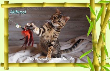 Bengal Kater Abbassi immer gut gelaunt, fröhlich und lieb
