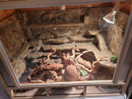 2 Leopardgeckos m/w inkl. komplett eingerichtetem Terrarium weitere Zubehör