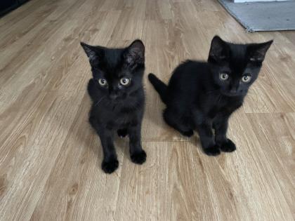 BKH-Mix Kitten Weibchen