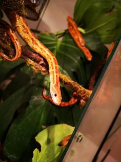 2 Kornnattern mit Terrarium