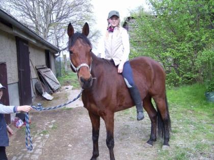 Biete Reitbeteiligung auf 8 jährigen Vollblutwalach