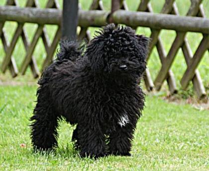 Puli Welpen aus deutscher Zucht für den 22. 11. 2021 erwartet