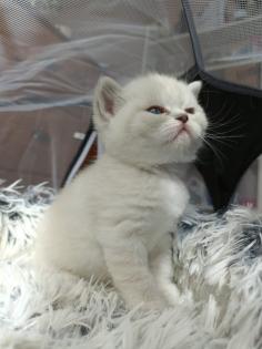 BKH kitten mit blauen Augen
