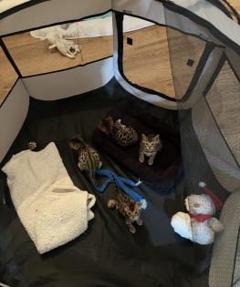 4 zuckersüße Bengal Kitten