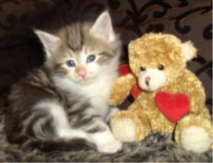 Norwegisches Waldkaterchen Baby in der Farbe Amber