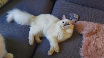 Ragdoll mädchen mit Stammbaum