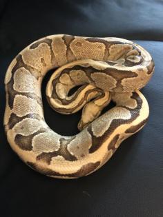 4 königspythons mit Terrarium zu verkaufen