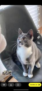 Kater verschwunden 400 EuroFL