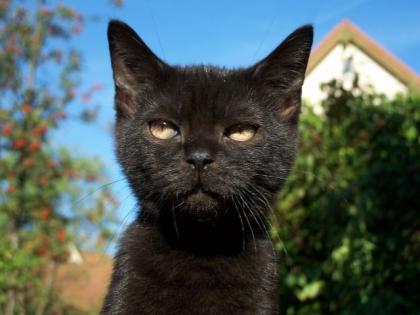 BKH Katerchen in verschiedenen Farben