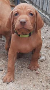 Magyar Vizsla Welpen