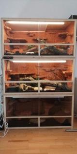 Noch aktuell 1. 1 Königspythons, mojave piebald und mojave YB het Piebald