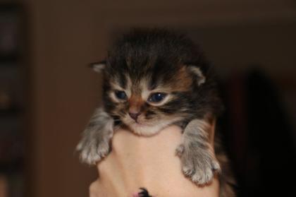 Sibirische Waldkatzen Kitten Kater Katze