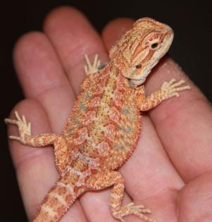 Farbbartagamen Multicolour 100 Hypo und Het für Hypo