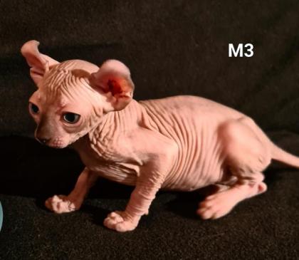 Elf Sphynx Stammbaum blau Augen