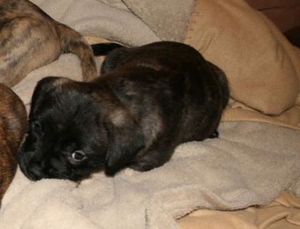 Ich ein süßer franz. Bulldogge-Mischling suche ein neues Zuhause.