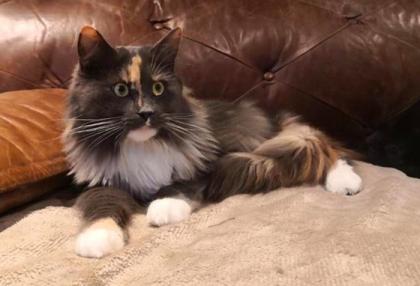 Vyllie - Maine Coon Mädchen mit Stammbaum