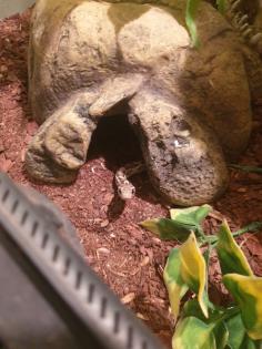 Kornnattern inklusive Terrarium und Utensilien