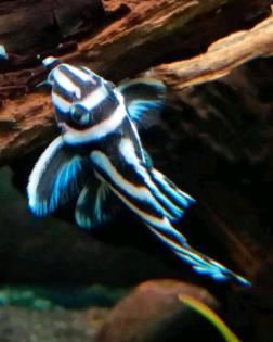 L46 Zebrawels Wels Hypancistrus ähnlich L333 L236 Diskus Salmler