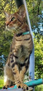 Biete Deckkater / Kater / Katze zum Decken / Deckkatze / OKH / Abessinier