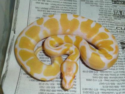 Verkaufe meine 1. 1 Albino KönigsPython