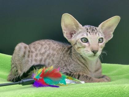 OKH/Siam Katerchen mit Stammbaum