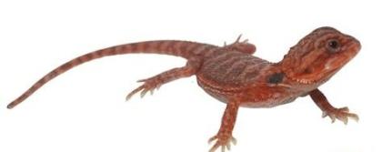 Suche schöne rote, weiße Bartagamen Farbagamen wie Cawley Red P. Vitticeps, Zero etc.