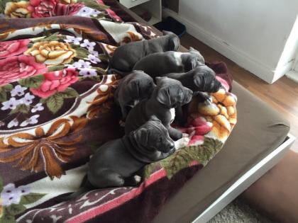American Bully Welpen aus Top Verpaarung Geb 26. 2. 2021