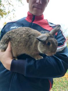 Kaninchen, männlich