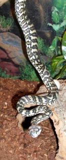 Teppichpython Jaguar Silbling 1. 0