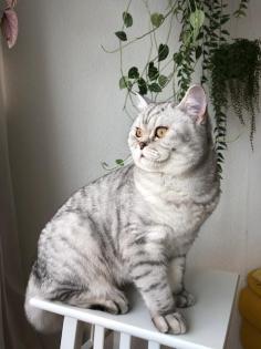 Deckkater BHK