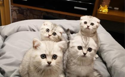 British Kurzhaar / mix Kitten