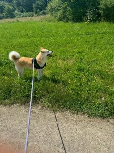 Akita inu sucht ein nettes neues Zuhause