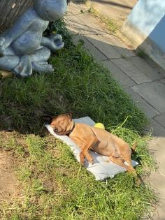 Deckrüde / wunderschöner Zwergpinscher