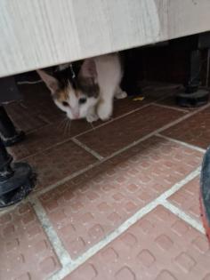 Bauerhofkitten suchen Zuhause, katzen, Kater, kitten