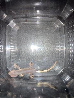 Kronengeckos Correlophus ciliatus - Nachzuchten abzugeben