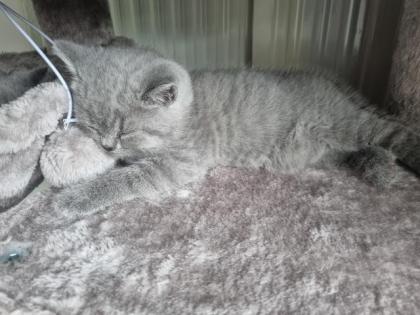 Kitten ab Oktober abzugeben